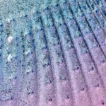 Shell-shaped dusting brush 1